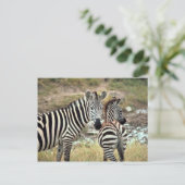 Grant's Zebra Briefkaart (Staand voorkant)