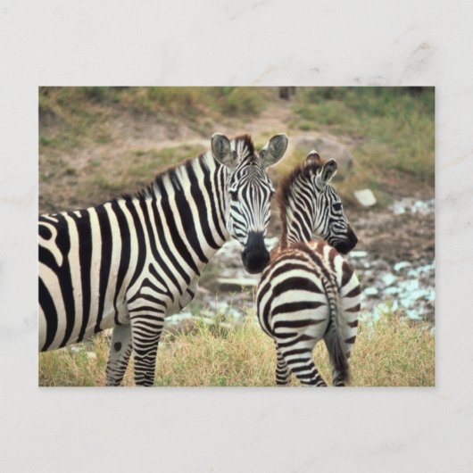 Grant's Zebra Briefkaart (Voorkant)