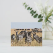 Grant's Zebra Briefkaart (Staand voorkant)