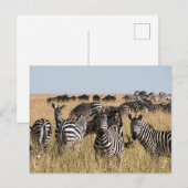 Grant's Zebra Briefkaart (Voorkant / Achterkant)