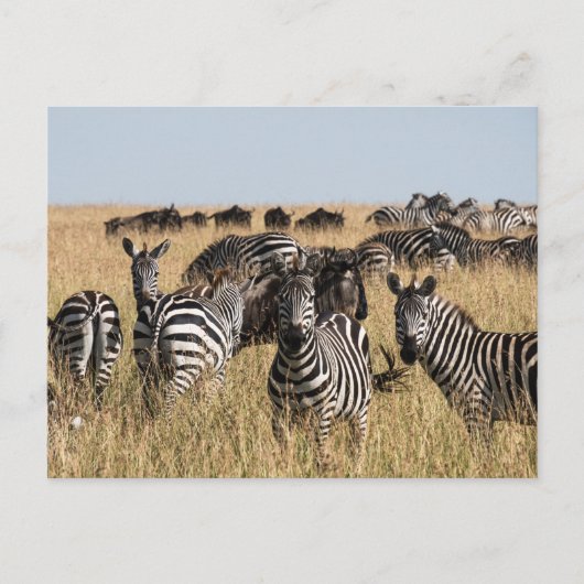 Grant's Zebra Briefkaart (Voorkant)