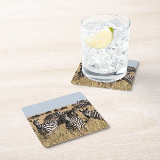 Grant's Zebra Kartonnen Onderzetters (Insitu)