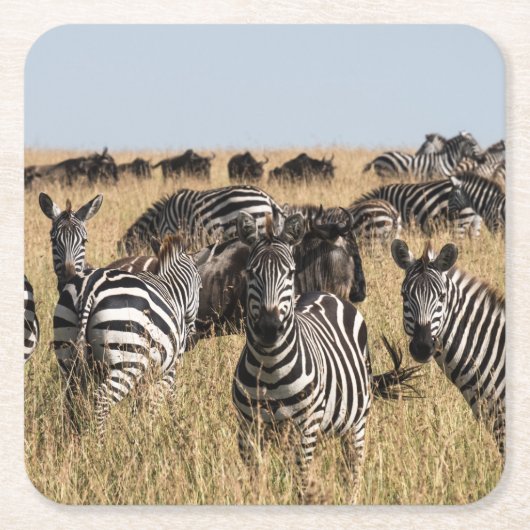 Grant's Zebra Kartonnen Onderzetters (Voorkant)