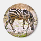 Grant's zebra magneet (Voorkant)