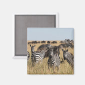 Grant's Zebra Magneet (Voorkant / Achterkant)