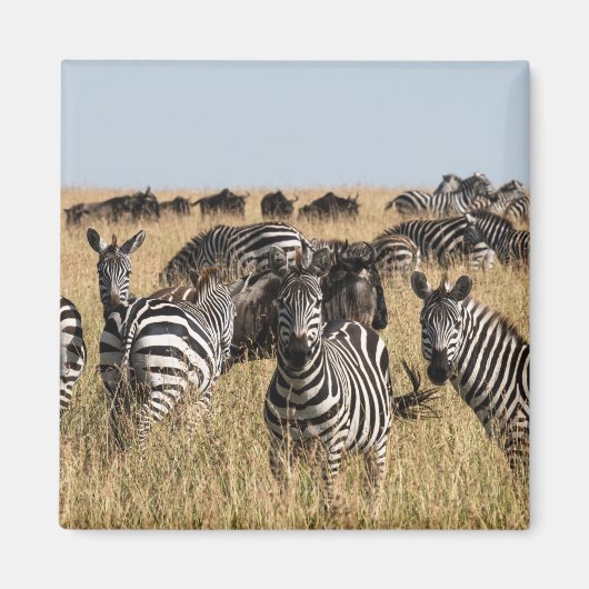 Grant's Zebra Magneet (Voorkant)
