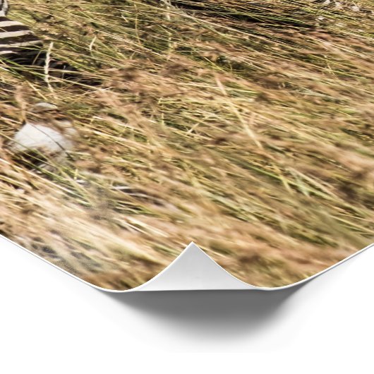 Grant's Zebra Perfect Poster (Hoek)