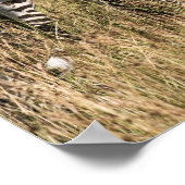 Grant's Zebra Poster (Hoek)