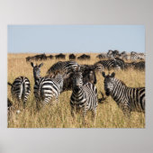 Grant's Zebra Poster (Voorkant)