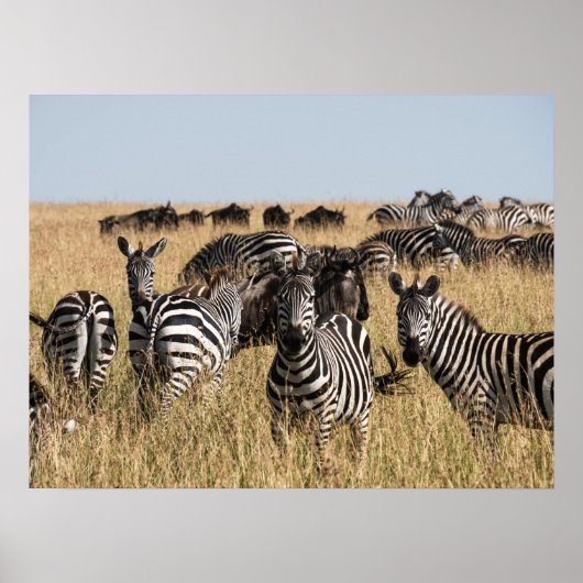Grant's Zebra Poster (Voorkant)