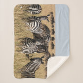 Grant's Zebra Sherpa Blanket Deken (Voorkant)