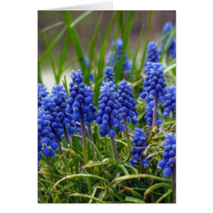 Grape Hyacinth