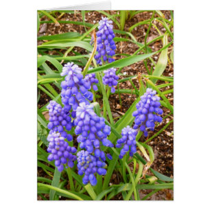 Grape Hyacinth