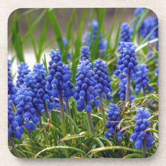 Grape Hyacinth Bier Onderzetter (Voorkant)