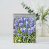 Grape Hyacinth Briefkaart (Staand voorkant)