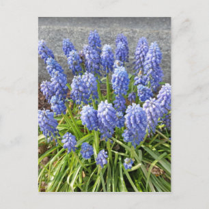 Grape Hyacinth Briefkaart