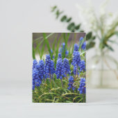 Grape Hyacinth Briefkaart (Staand voorkant)