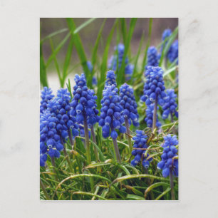 Grape Hyacinth Briefkaart