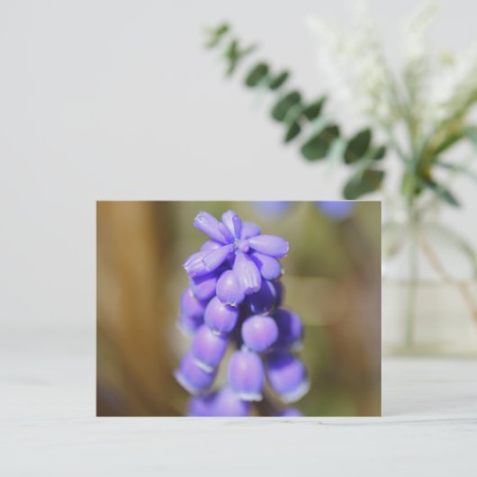 Grape Hyacinth Briefkaart (Staand voorkant)