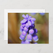 Grape Hyacinth Briefkaart (Voorkant / Achterkant)
