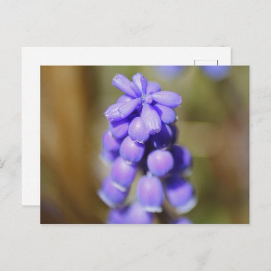 Grape Hyacinth Briefkaart (Voorkant / Achterkant)