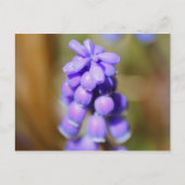 Grape Hyacinth Briefkaart (Voorkant)