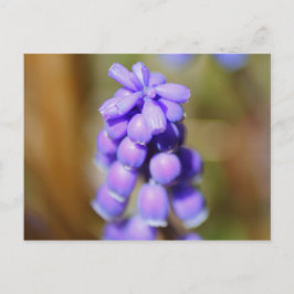 Grape Hyacinth Briefkaart