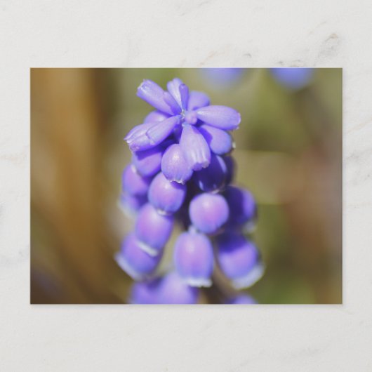 Grape Hyacinth Briefkaart (Voorkant)