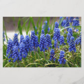 Grape Hyacinth Briefpapier (Voorkant)