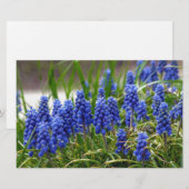 Grape Hyacinth Briefpapier (Voorkant / Achterkant)