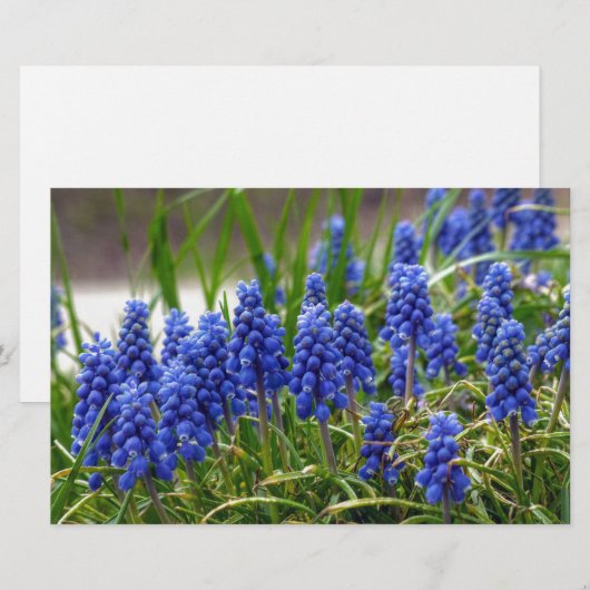 Grape Hyacinth Briefpapier (Voorkant / Achterkant)