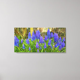 Grape Hyacinth Canvas Afdruk