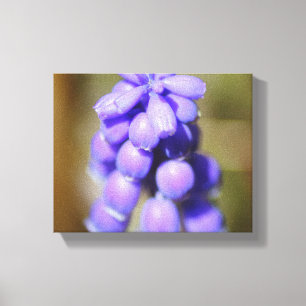 Grape Hyacinth Canvas Afdruk