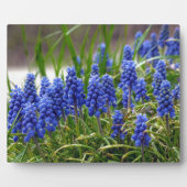 Grape Hyacinth Fotoplaat (Voorkant)