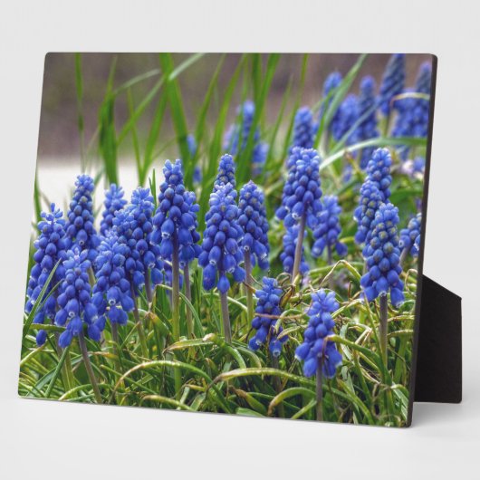 Grape Hyacinth Fotoplaat (Zijkant)
