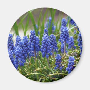 Grape Hyacinth Magneet