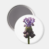 Grape Hyacinth Magnet (Voorkant / Achterkant)