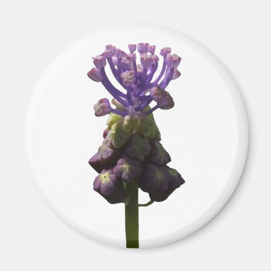 Grape Hyacinth Magnet (Voorkant)