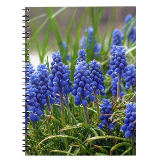 Grape Hyacinth Notitieboek (Voorkant)