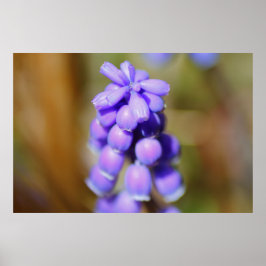 Grape Hyacinth Poster