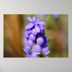 Grape Hyacinth Poster