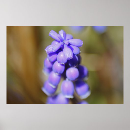 Grape Hyacinth Poster (Voorkant)