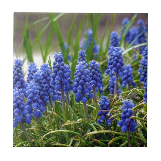Grape Hyacinth Tegeltje (Voorkant)