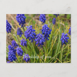 Grape Hyacinths Familie die denken aan uw Briefkaa Briefkaart