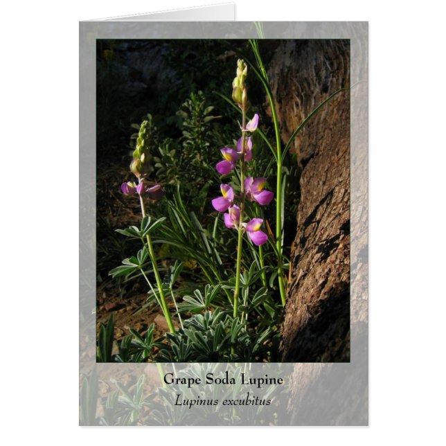 Grape Soda Lupine - Native Notecard (Voorkant)