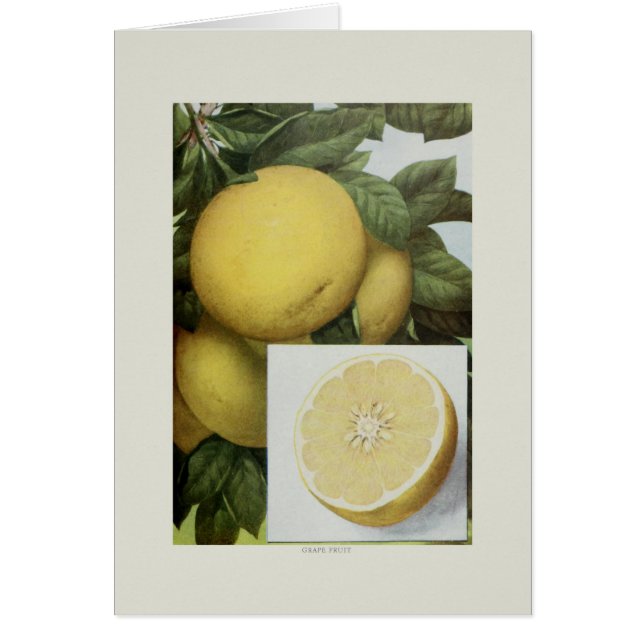 Grapefruit (Voorkant)