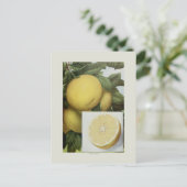 Grapefruit Briefkaart (Staand voorkant)