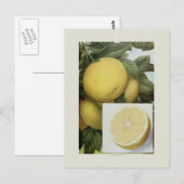 Grapefruit Briefkaart (Voorkant / Achterkant)