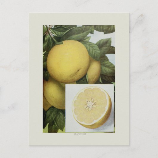 Grapefruit Briefkaart (Voorkant)