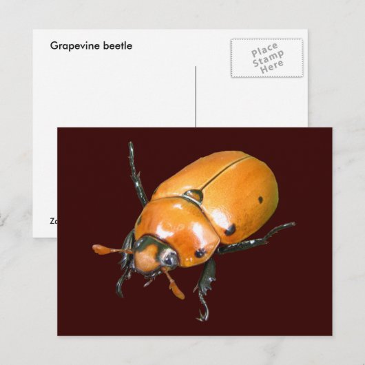 Grapevine Beetle ~ briefkaart (Voorkant / Achterkant)